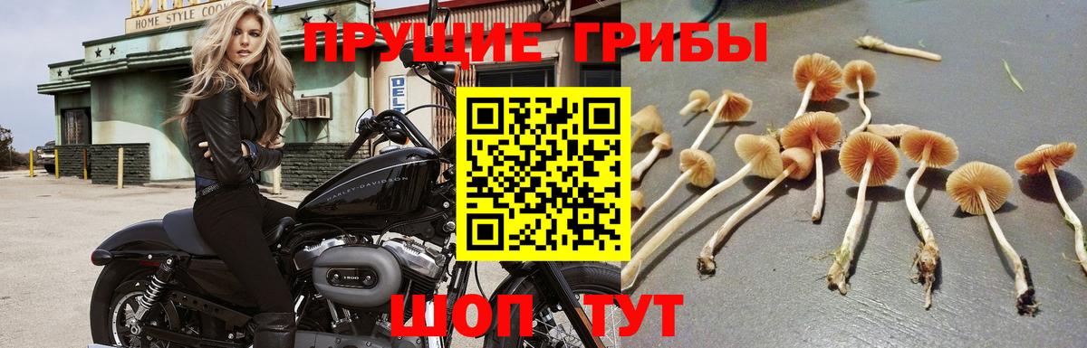 Псилоцибиновые грибы Psilocybe  Вход с VPN  Орёл 
